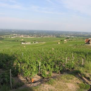 Un domaine au coeur du Beaujolais